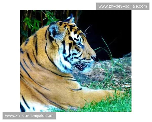 汗水绽放的玫瑰：当“中国长城”遇见比利时“黄色老虎”，一场灵魂深处的巅峰博弈